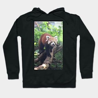 Nepalese Red Panda Hoodie